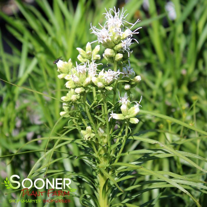 Image property of Sooner Plant Farm, Inc.
