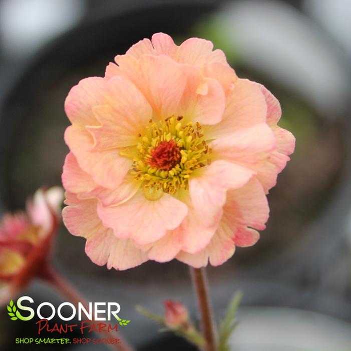 Image property of Sooner Plant Farm, Inc.