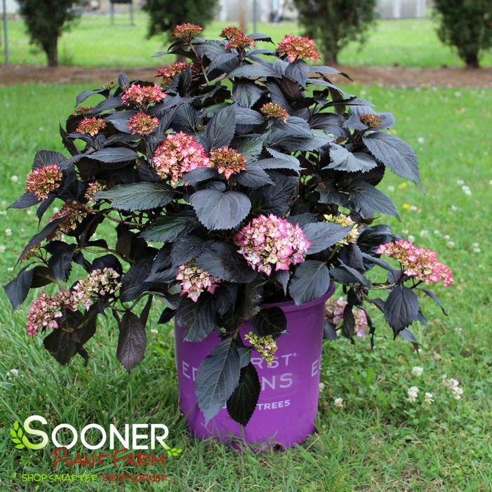 Image property of Sooner Plant Farm, Inc.