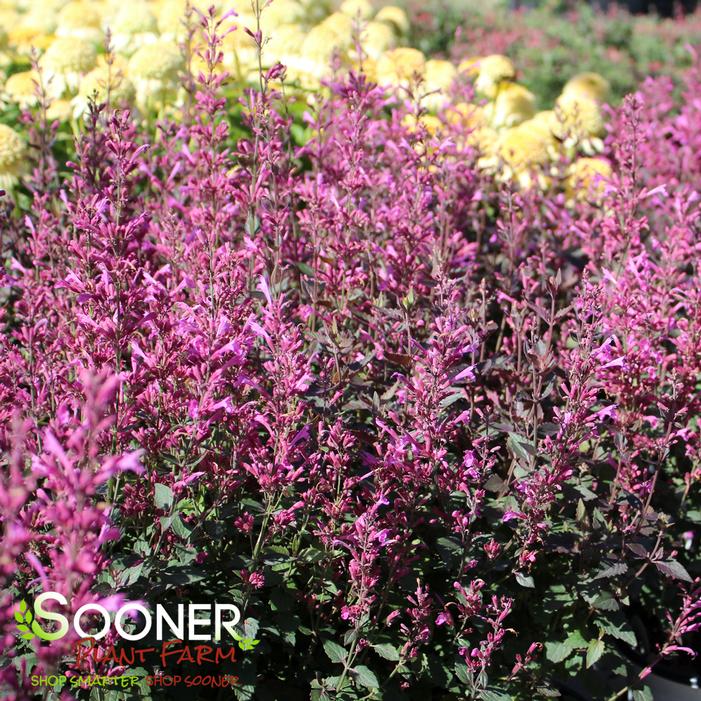 Image property of Sooner Plant Farm, Inc.