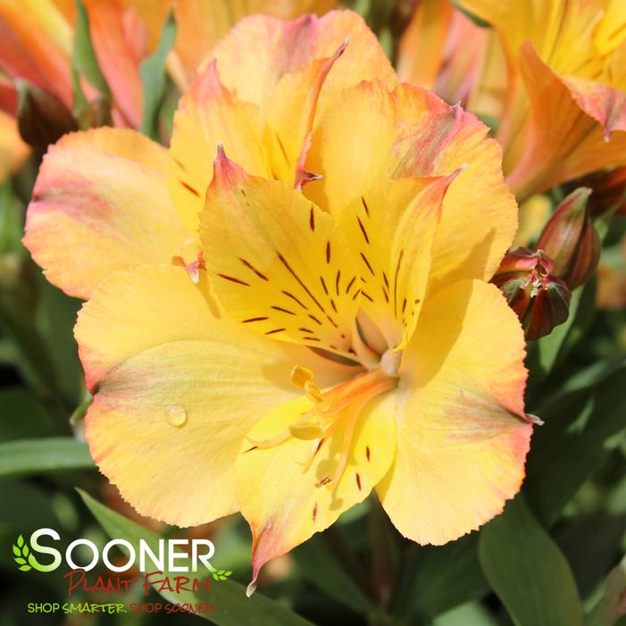 Image property of Sooner Plant Farm, Inc.