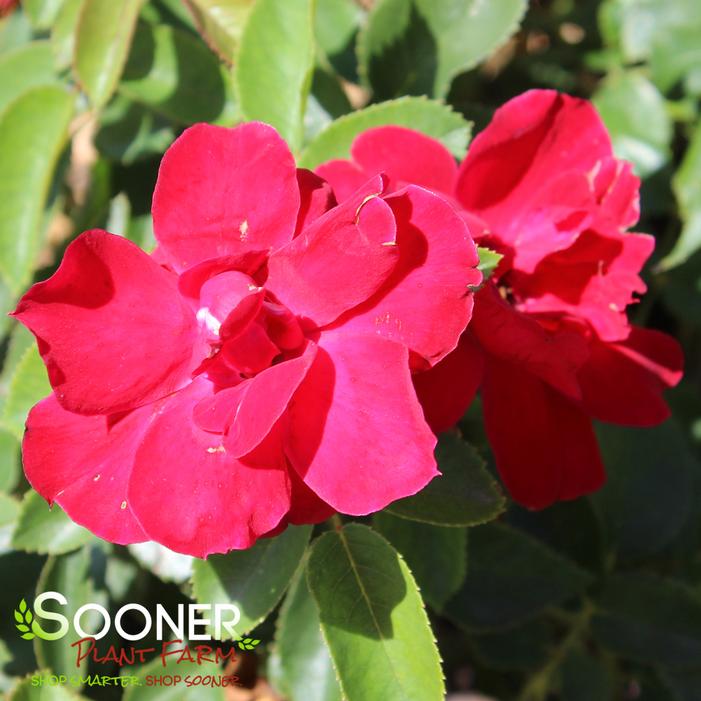 Image property of Sooner Plant Farm, Inc.