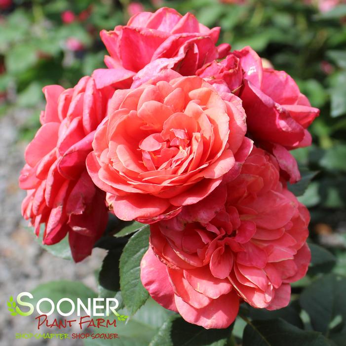Image property of Sooner Plant Farm, Inc.