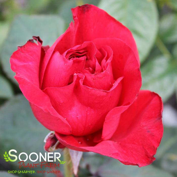Image property of Sooner Plant Farm, Inc.