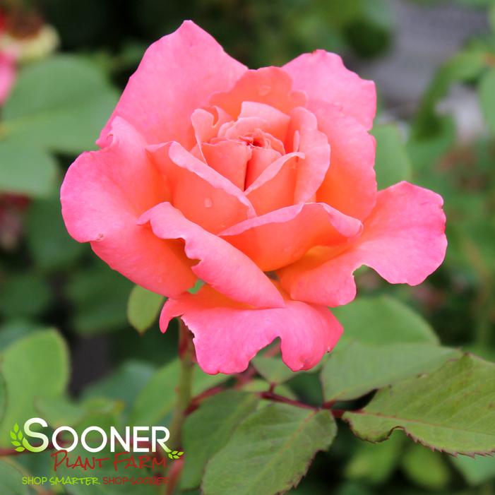 Image property of Sooner Plant Farm, Inc.