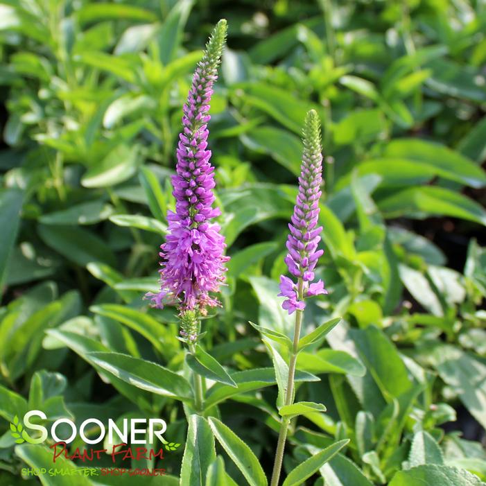 Image property of Sooner Plant Farm, Inc.
