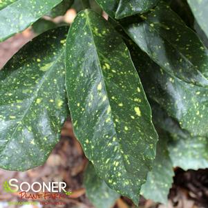 336 units available! Pre-Order Qty: 0