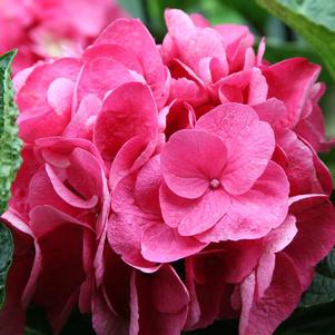 0 units available! Pre-Order Qty: 0