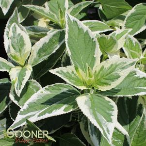 0 units available! Pre-Order Qty: 0