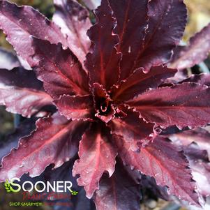 62 units available! Pre-Order Qty: 0