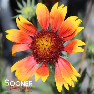 0 units available! Pre-Order Qty: 0