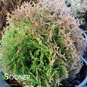 49 units available! Pre-Order Qty: 0