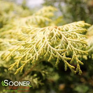 0 units available! Pre-Order Qty: 0