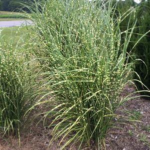 0 units available! Pre-Order Qty: 0