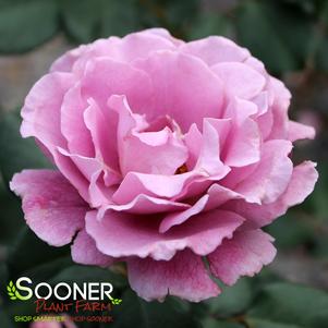 0 units available! Pre-Order Qty: 0