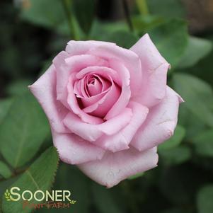 0 units available! Pre-Order Qty: 0