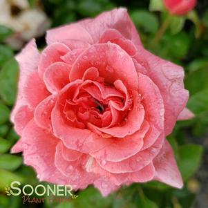 0 units available! Pre-Order Qty: 0