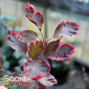 0 units available! Pre-Order Qty: 0