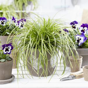 0 units available! Pre-Order Qty: 0