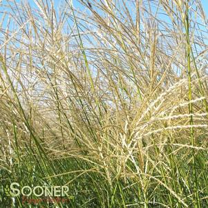 0 units available! Pre-Order Qty: 0