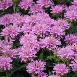 0 units available! Pre-Order Qty: 0