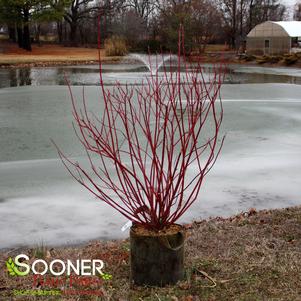 0 units available! Pre-Order Qty: 0