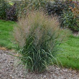 0 units available! Pre-Order Qty: 0