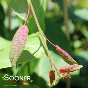 0 units available! Pre-Order Qty: 0