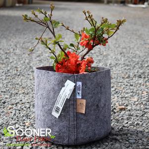 15 units available! Pre-Order Qty: 0