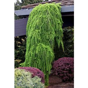 0 units available! Pre-Order Qty: 0