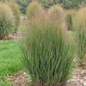 0 units available! Pre-Order Qty: 0