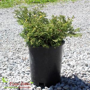 0 units available! Pre-Order Qty: 0