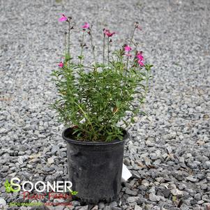 8 units available! Pre-Order Qty: 0