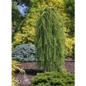 0 units available! Pre-Order Qty: 0