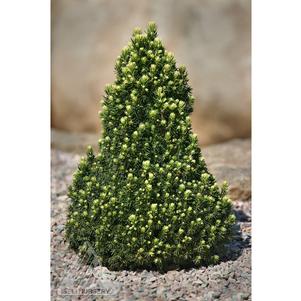 1 units available! Pre-Order Qty: 0