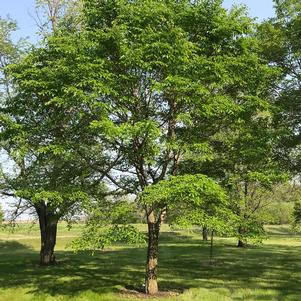 0 units available! Pre-Order Qty: 0