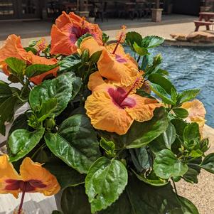 0 units available! Pre-Order Qty: 0