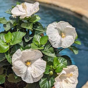 0 units available! Pre-Order Qty: 0