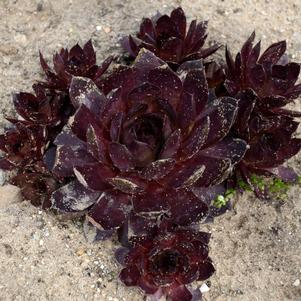 0 units available! Pre-Order Qty: 173