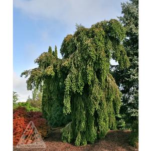 0 units available! Pre-Order Qty: 0