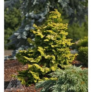 0 units available! Pre-Order Qty: 0