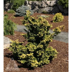 0 units available! Pre-Order Qty: 0