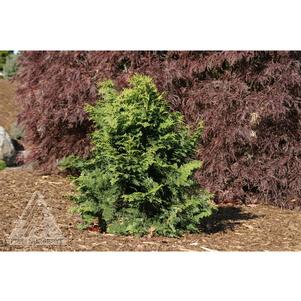 0 units available! Pre-Order Qty: 0