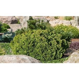 0 units available! Pre-Order Qty: 0