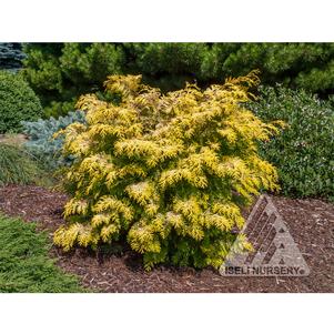 0 units available! Pre-Order Qty: 0