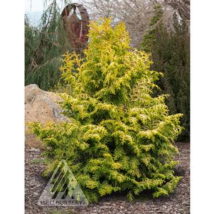 0 units available! Pre-Order Qty: 0