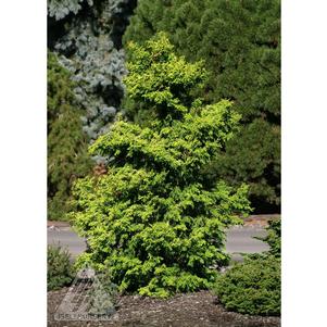 0 units available! Pre-Order Qty: 0