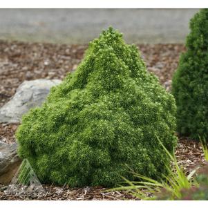 2 units available! Pre-Order Qty: 0