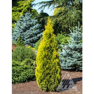 2 units available! Pre-Order Qty: 0