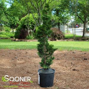 0 units available! Pre-Order Qty: 0